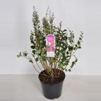 Dwergsering (syringa Bloomerang®"Pink Perfume") - 40-60 cm 3-jarig - 1 stuks - thumbnail