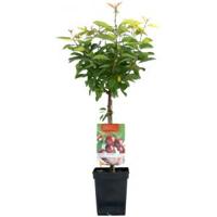 Kersenboom (prunus avium "Dubbele Meikers") fruitbomen - thumbnail