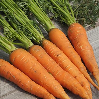 Wortel Flakkese 2 verbeterde selectie BIO