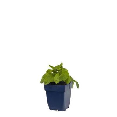 Campanula glom. Alba vaste plant Griffioen - Griffioen