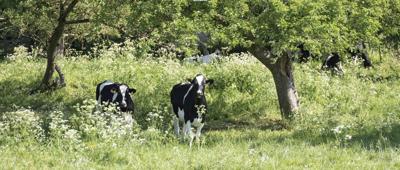 Koeien 130x50cm Tuinschilderij Customize-it - Customize it