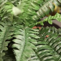 Boston Varen deluxe kunstplant 45cm - thumbnail