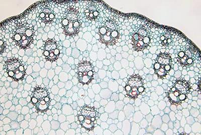 Bresser Microscoop preparaten 25 stuks : Biologie