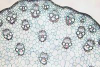 Bresser Microscoop preparaten 25 stuks : Biologie - thumbnail