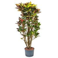 Croton iceton XL hydrocultuur plant - thumbnail