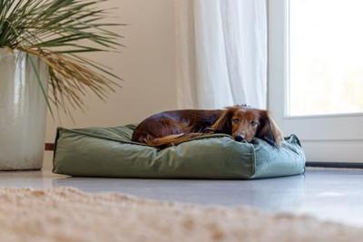 Designed by Lotte Ligkussen hond Nalino - Groen 70 x 55 x 15 cm