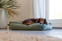 Designed by Lotte DBL REST CH NALINO HOND GROEN - thumbnail