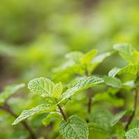 Peppermint water bio - thumbnail