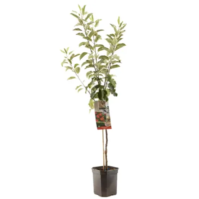 Appelboom Elstar (Malus Domestica "Elstar") fruitbomen - In 7 liter pot - 1 stuks Appelboom Elstar (Malus Domestica "Elstar") fruitbomen - In 7 liter pot - 1 stuks