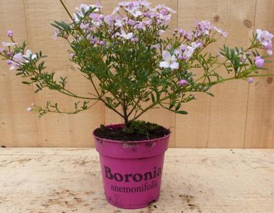 Boronia plant Warentuin Natuurlijk - Warentuin natuurlijk