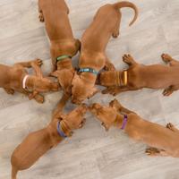 Trixie puppy halsbandset fuchsia/grafiet/indigo/groen/koraal/blauw - thumbnail