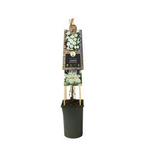 Klimplant Clematis Guernsey Cream - Witte Bosrank