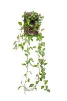 Peperomia hanging bush green/white kunstplant Emerald - Emerald - thumbnail