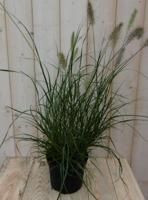 Lampepoetser gras Pennisetum Warentuin Natuurlijk - Warentuin natuurlijk - thumbnail