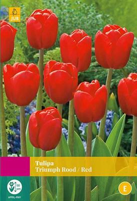 Tulp triumph rood 15 bollen