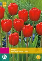 Tulp triumph rood 15 bollen - thumbnail