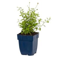 Erigeron karvinskianus vaste plant Griffioen - Griffioen - thumbnail