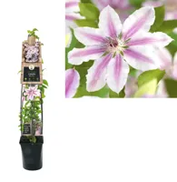 Grootbloemige Clematis Nelly Moser 120 cm klimplant - thumbnail