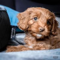 Madison hondenbed velvet 100x80x25 cm grijs - thumbnail