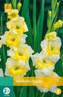 Gladiolus buggy JUB 7 bloembollen - Jub - thumbnail