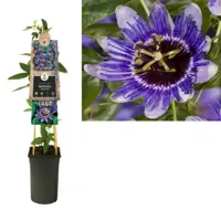 Paarse passiebloem (Passiflora "Purple Haze") klimplant - thumbnail