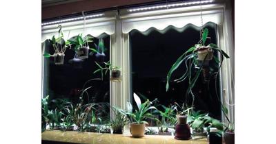 Linear langwerpige kweeklamp led wit 30 graden 40w 120 cm BTT & Parus - Btt