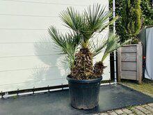 Palmboom - Chamaerops Humilis Cerifera