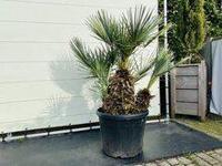 Palmboom - Chamaerops Humilis Cerifera - thumbnail