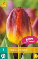 Tulp Amberglow 7 bollen - thumbnail