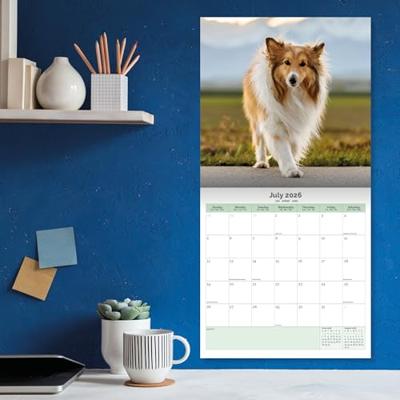 Shetland Sheepdog Kalender 2026 Shetland Sheepdog Kalender 2026