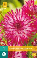 Dahlia Dutch explosion - thumbnail