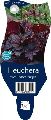 Heuchera micr. Palace Purple vaste plant Griffioen - Griffioen Heuchera micr. Palace Purple vaste plant Griffioen - Griffioen
