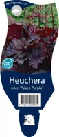 Heuchera micr. Palace Purple vaste plant Griffioen - Griffioen - thumbnail