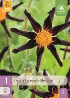 Dahlia verrones obsidian - thumbnail