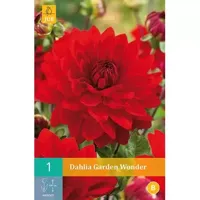 Dahlia Garden wonder - thumbnail