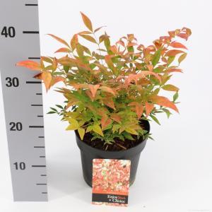 Hemelse bamboe (Nandina domestica “Gulfstream”) heester - 30-40 cm - 8 stuks
