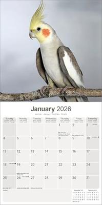 Valkparkieten Kalender 2026