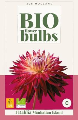 BIO Dahlia Manhattan island