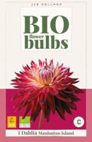 BIO Dahlia Manhattan island - thumbnail