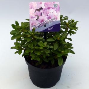 Dwerg rododendron (Rhododendron "Snipe") heester - 20-25 cm - 1 stuks