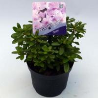 Dwerg rododendron (Rhododendron "Snipe") heester - 20-25 cm - 1 stuks - thumbnail