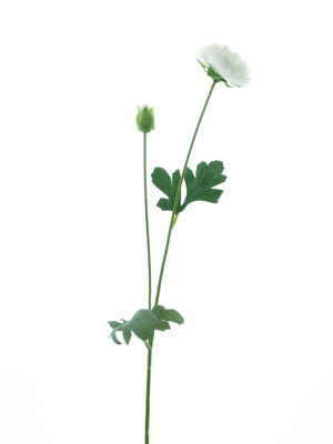 New ranunculus spray Flaine cream 55 cm kunstbloem Erutan Avon - Erutan avon New ranunculus spray Flaine cream 55 cm kunstbloem Erutan Avon - Erutan avon