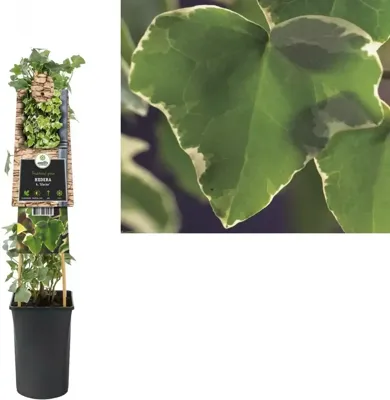 Bonte kleinbladige klimop (Hedera helix "Glacier") klimplant
