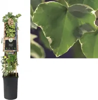 Bonte kleinbladige klimop (Hedera helix "Glacier") klimplant - thumbnail