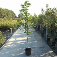 Magnolia struik Galaxy - 175 - 200 cm - 4 stuks - thumbnail