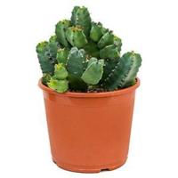 Euphorbia cactus resinifera M kamerplant - thumbnail