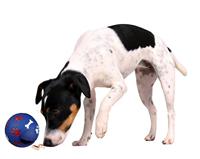 Snackbal voor de hond (verstelbaar) 2 x Small - thumbnail