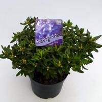 Dwerg rododendron (Rhododendron "Night Sky") heester - 12-20 cm - 8 stuks - thumbnail