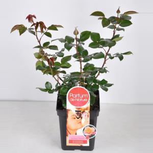 Grootbloemige roos Parfum de Nature (rosa "Scented Memory"® Parfum de Nature) - C5 - 1 stuks