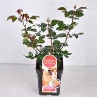 Grootbloemige roos Parfum de Nature (rosa "Scented Memory"® Parfum de Nature) - C5 - 1 stuks - thumbnail